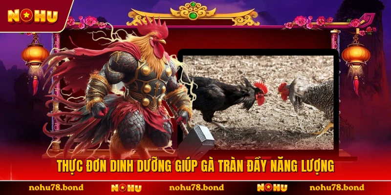 Thực đơn dinh dưỡng giúp gà tràn đầy năng lượng
