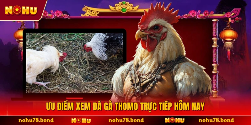 Ưu điểm xem đá gà Thomo trực tiếp hôm nay